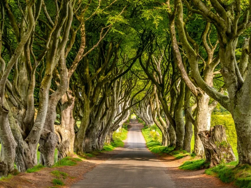 The Dark Hedges